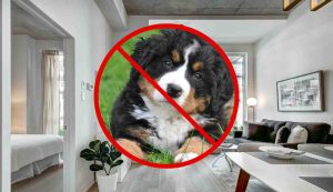 Divieto cani
