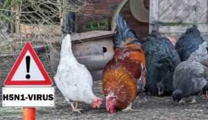 Influenza aviaria sanità allarme globale rischio lockdown