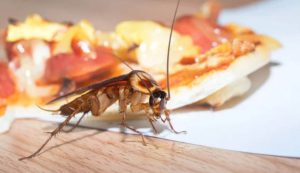 Scarafaggi sulla pizza (Depositphotos foto)