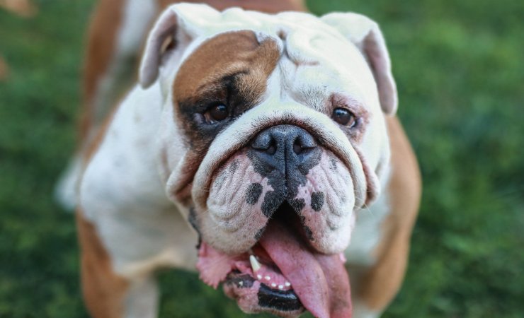 Bulldog
