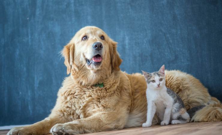Cane e gatto
