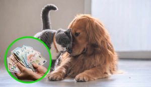 Cani e gatti