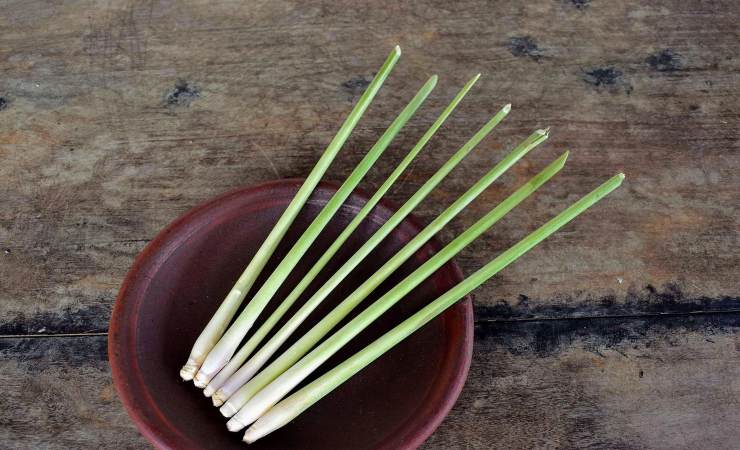citronella in piatto