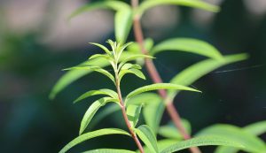 citronella pianta