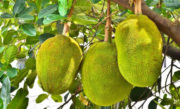 Jackfruit