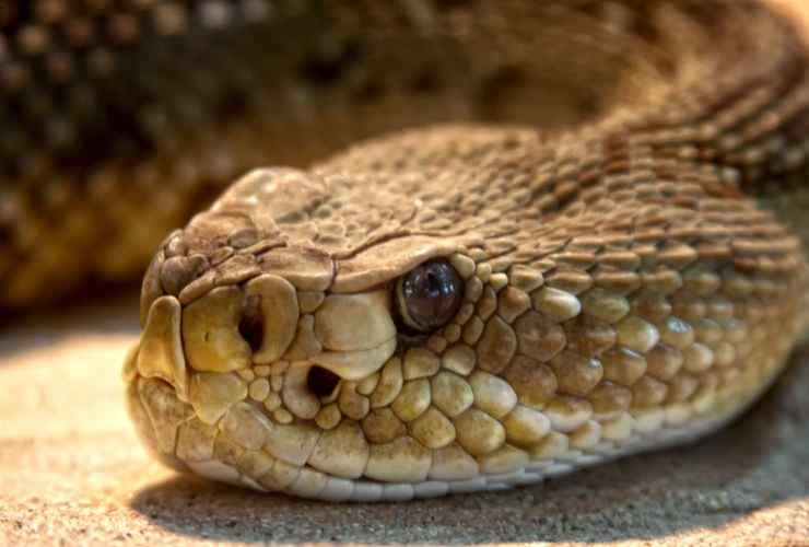 Serpente