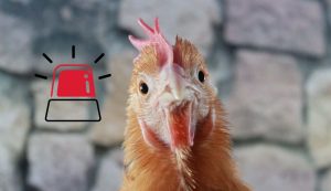 Allarme pollo
