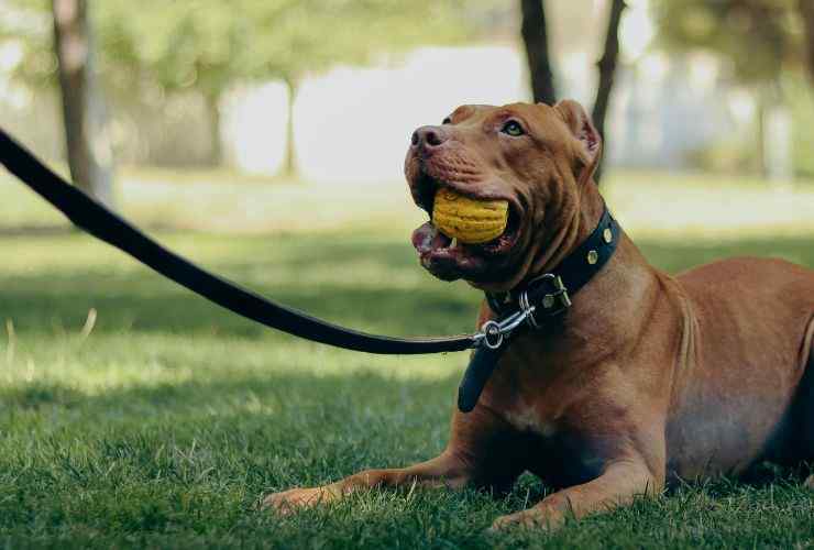 Cane guinzaglio
