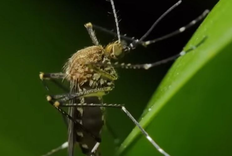 Zanzara West Nile