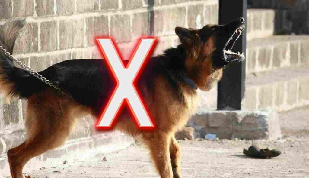 Cane non abbaia