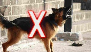 Cane non abbaia