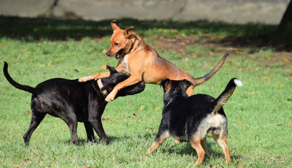 Cani al parco