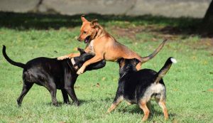 Cani al parco