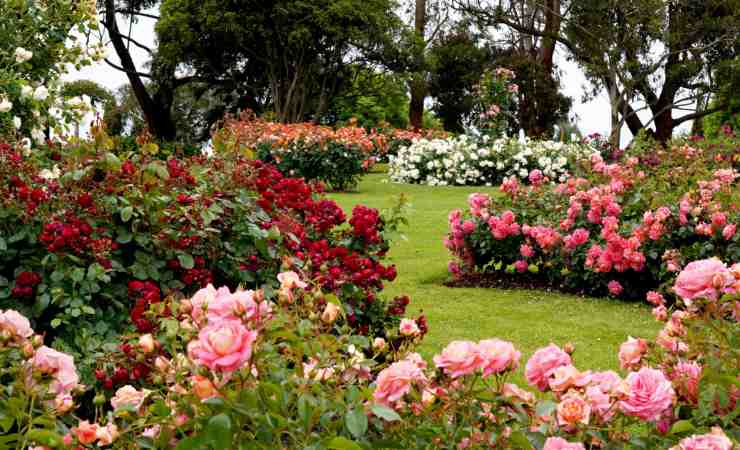 Giardino