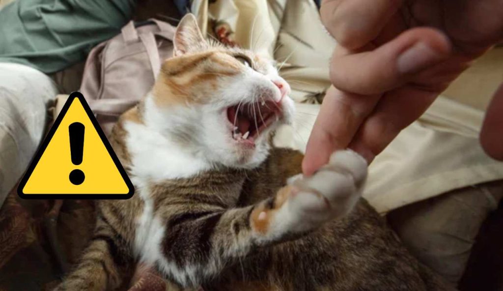 Morso di gatto e significato (Depositphotos foto) - www.insolenzadir2d2.it