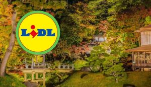 Lidl giappone