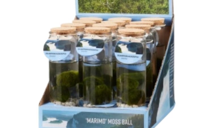 Marimo moss ball 